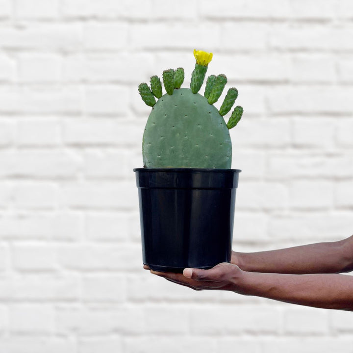 Cactus Pear - Algerian - Shop Online!