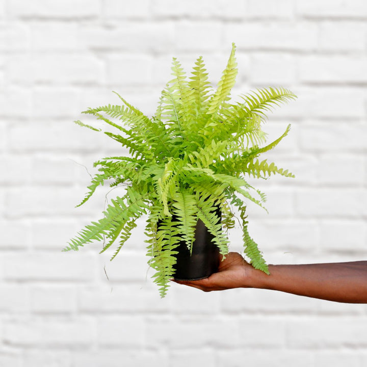 Boston Fern - Golden Glow - Shop Online!
