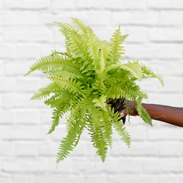 Boston Fern - Golden Glow - Shop Online!