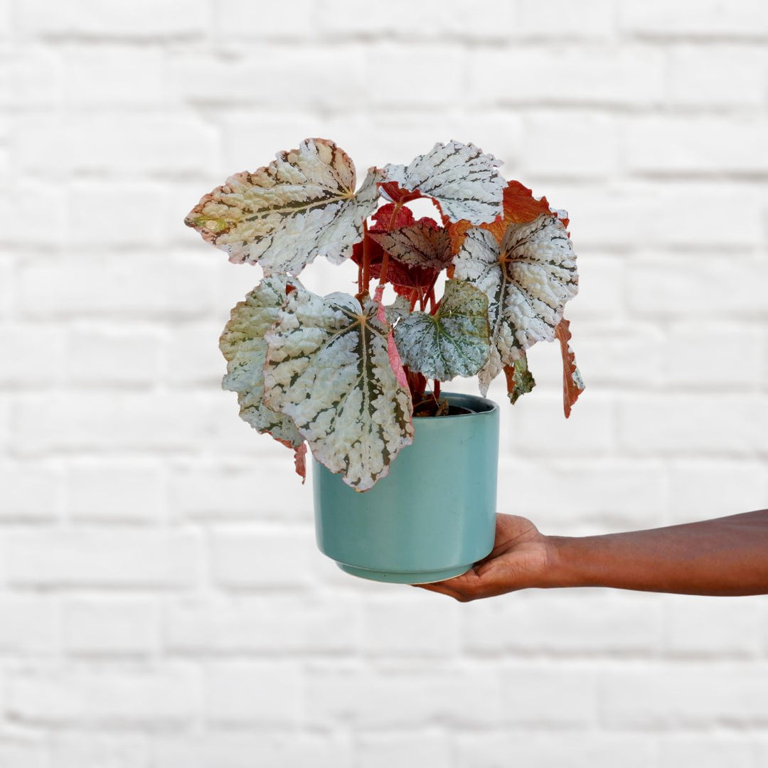 Begonia Rex - Silver Splash - Shop Online!