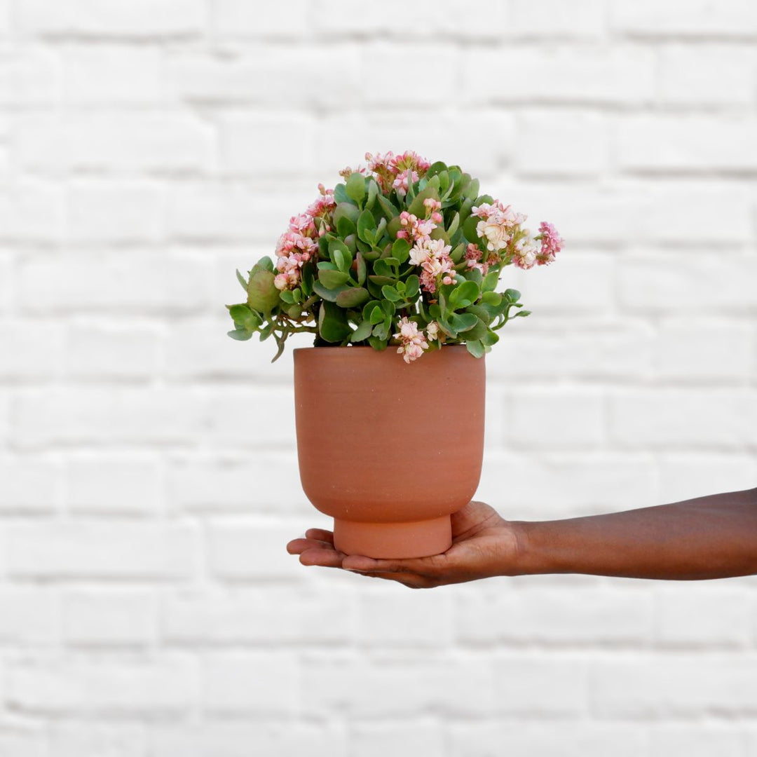 Calandiva - Shop Online!