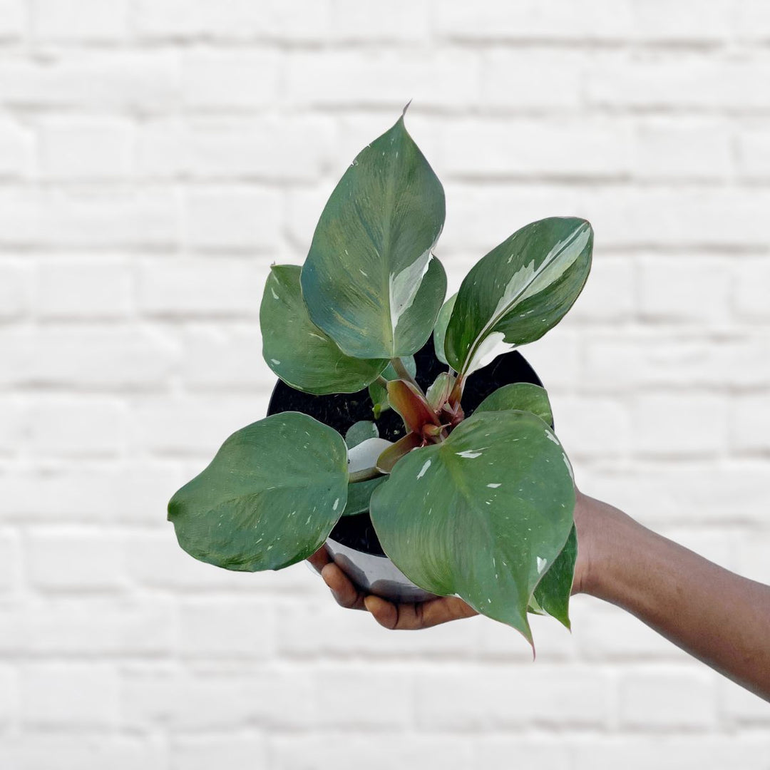 Philodendron - White Knight - Shop Online!
