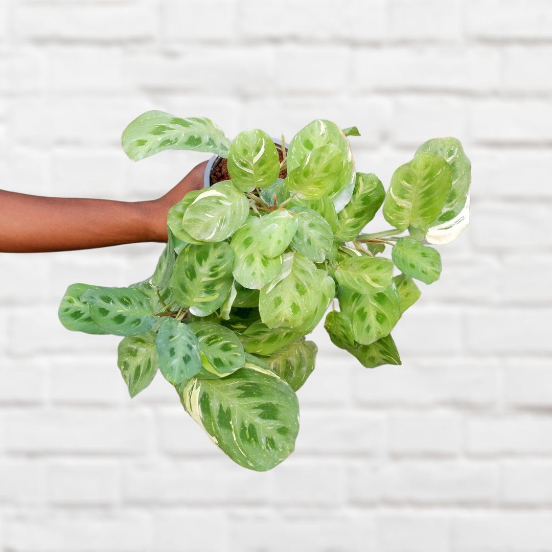 Prayer Plant - Variegated Kerchoveana - Shop Online!