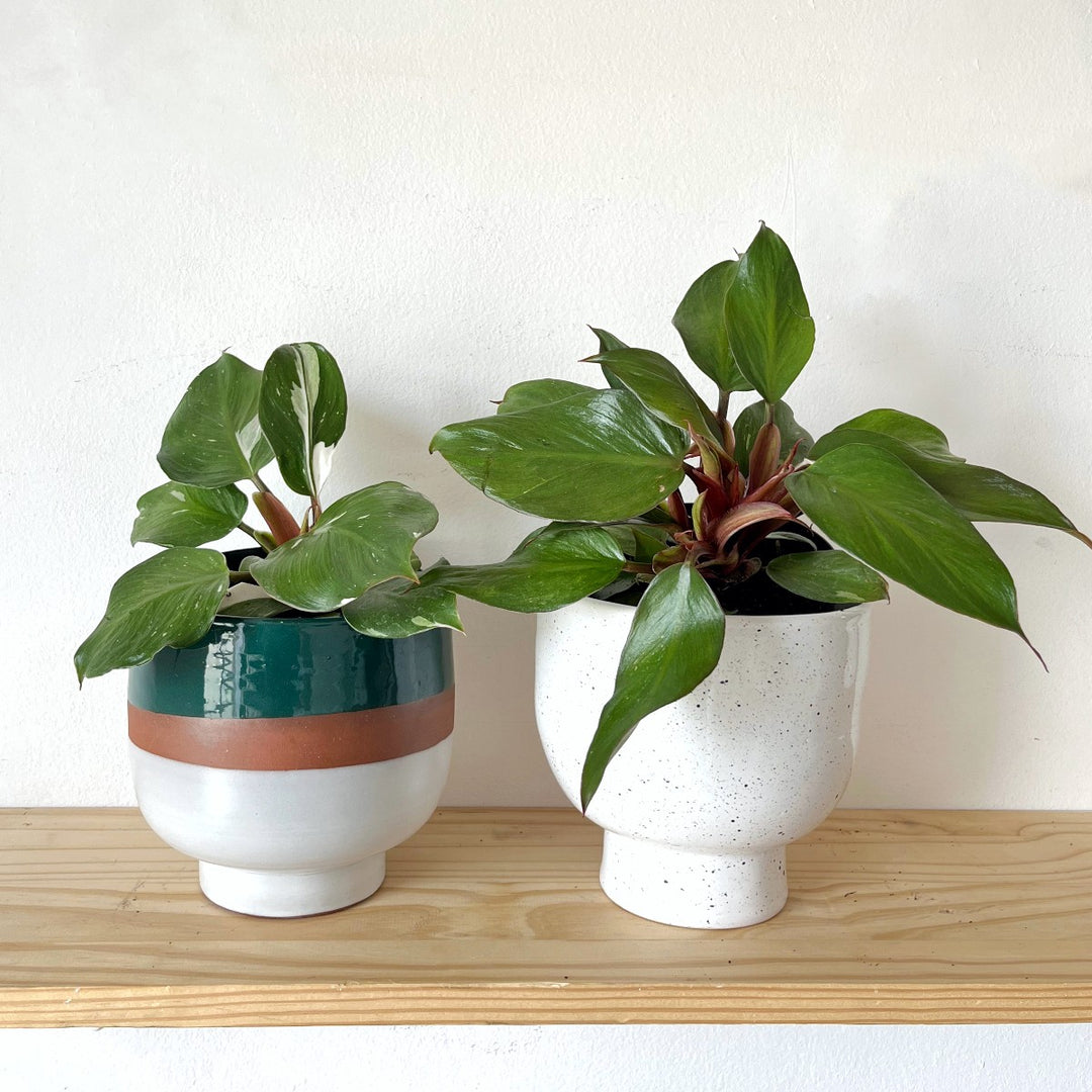 Philodendron - White Knight - Shop Online!