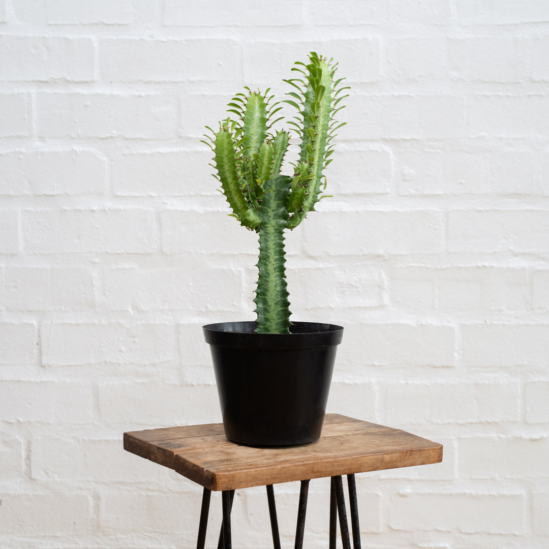 African Milk Tree - Mini