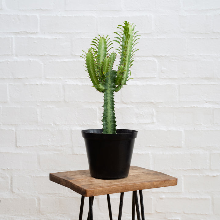 African Milk Tree - Mini