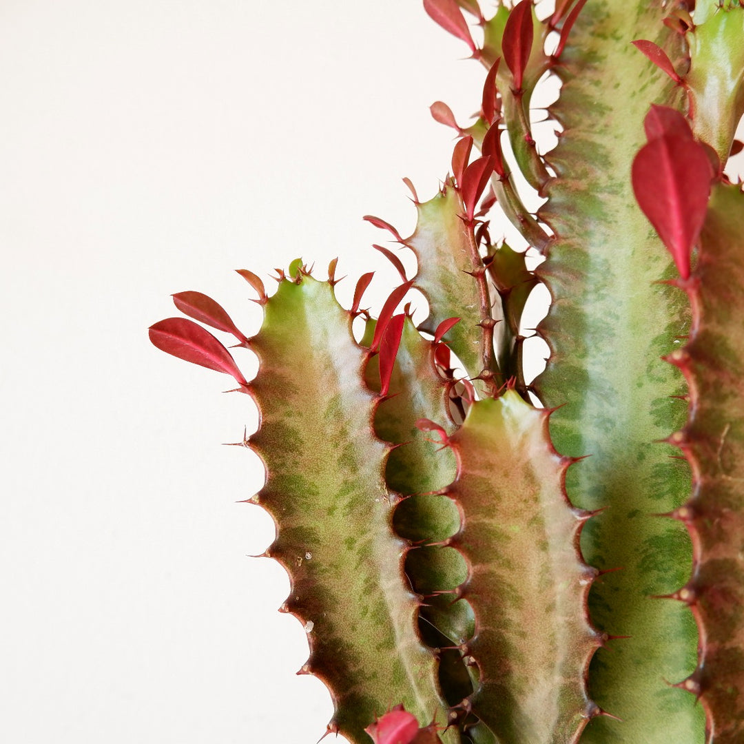 African Milk Tree - Rubra - Shop Online!