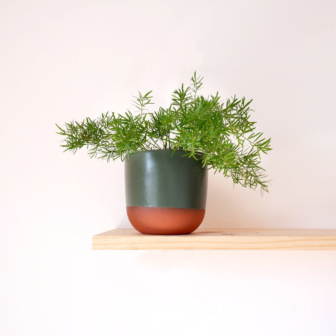 Asparagus Fern - Mini - Shop Online!