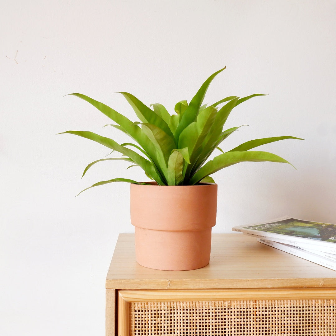 Birds Nest Fern - Antiquum - Shop Online!