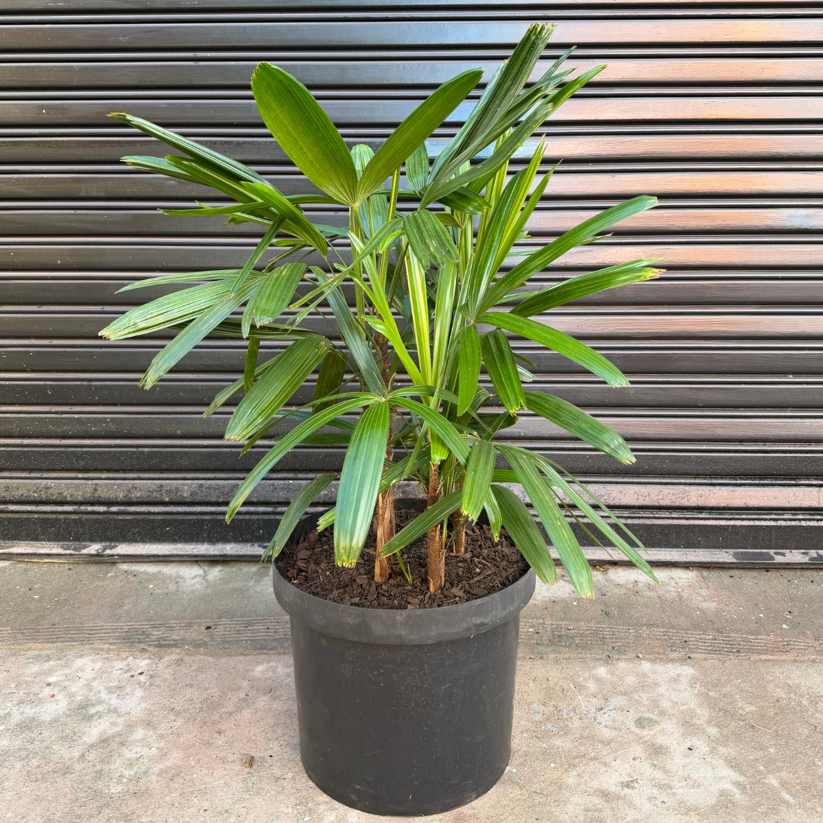 Broadleaf Lady Palm | Indoor Plant