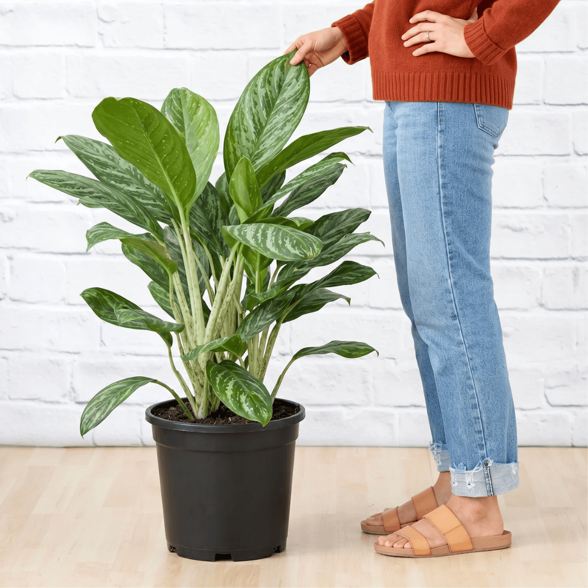 aglaonema tigress care Chinese Evergreen - Tiger Stripe