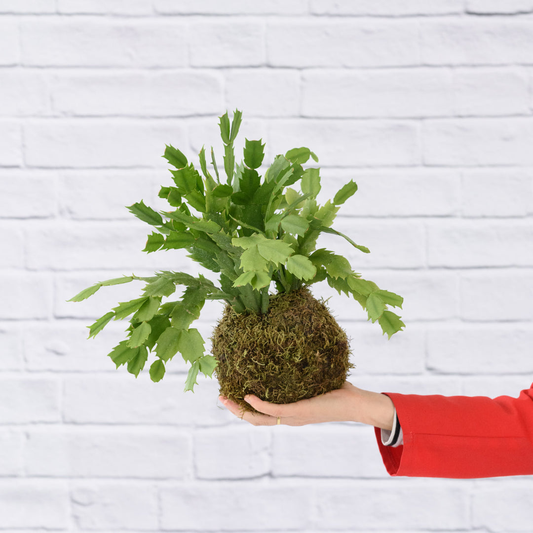 Christmas Cactus Mossball - Shop Online!