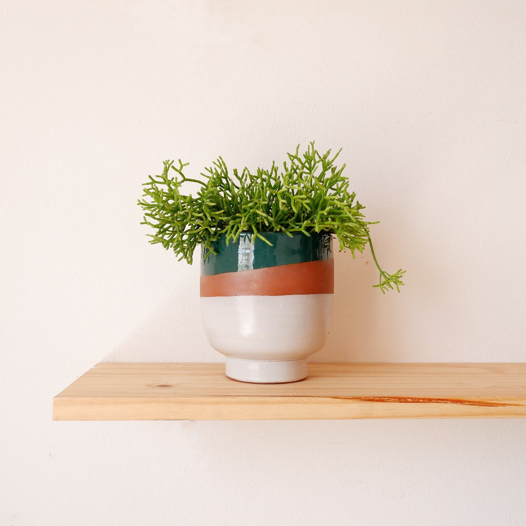 Coral Cactus - Shop Online!