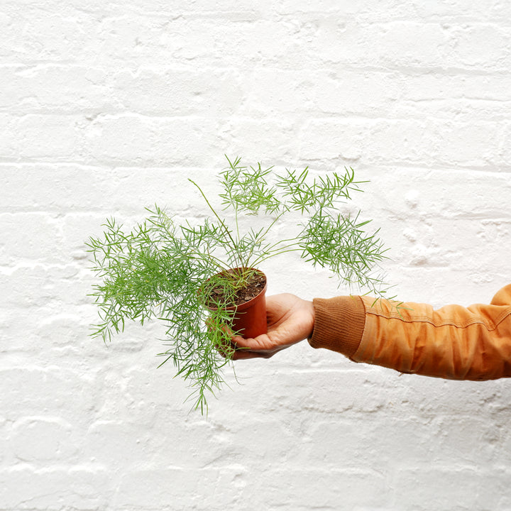 Asparagus Fern - Mini - Shop Online!