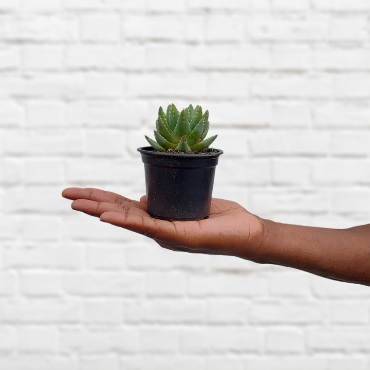 Dainty Aloe - Shop Online!