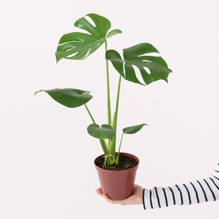 Delicious Monster - Shop Online!