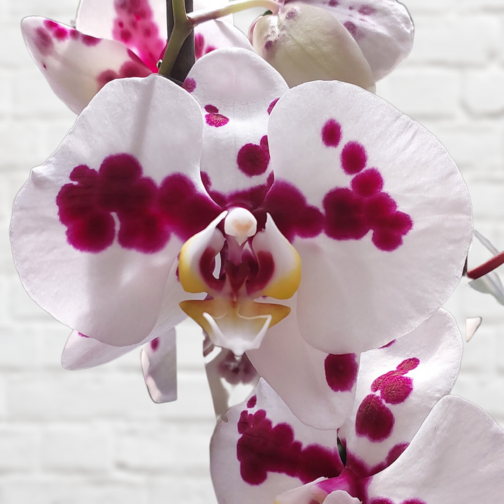 Moth Orchid - Shop Online!