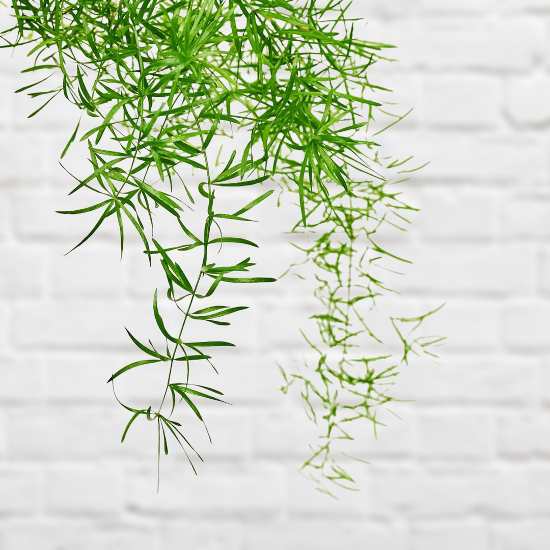 Asparagus Fern - Mini - Shop Online!