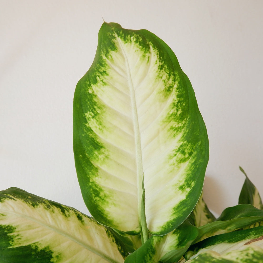 Dieffenbachia - Camilla - Shop Online!