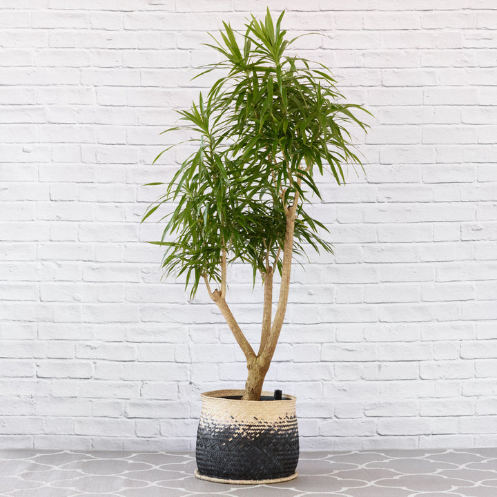 Dragon Tree - Alchemy - Extra Large - Shop Online!