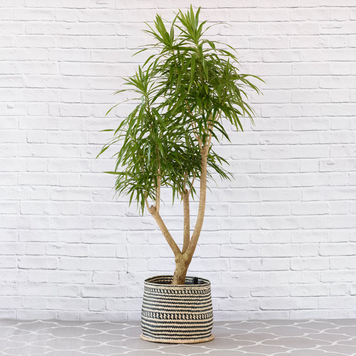 Dragon Tree - Alchemy - Extra Large - Shop Online!