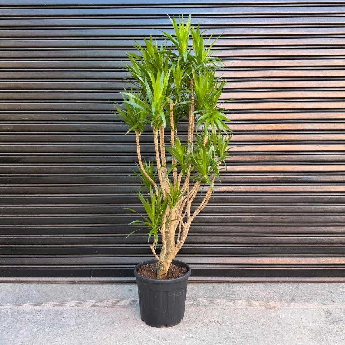 dracaena angazi Dragon Tree - Angazi - Extra Large
