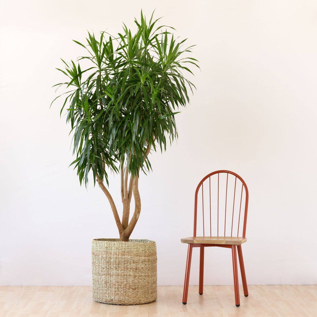 Dragon Tree - Alchemy - Extra Large - Shop Online!