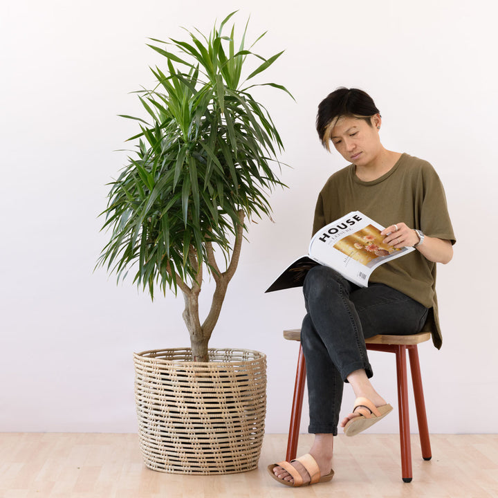 Dragon Tree - Alchemy - Shop Online!