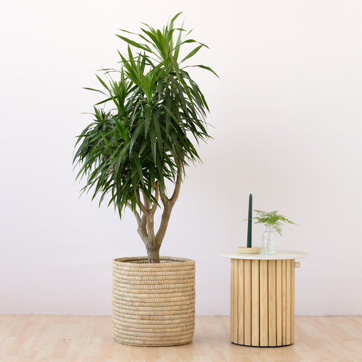 Dragon Tree - Alchemy - Shop Online!