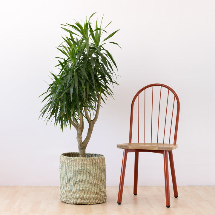 Dragon Tree - Alchemy - Shop Online!