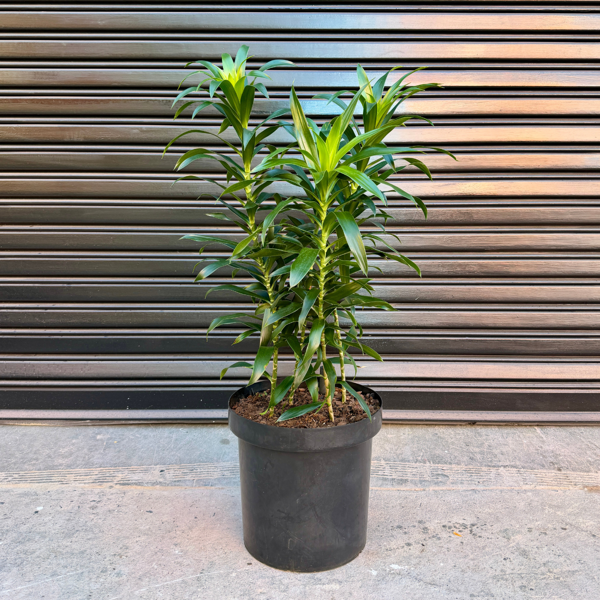 Dragon Tree - Reflexa - Extra Large | Indoor Plant