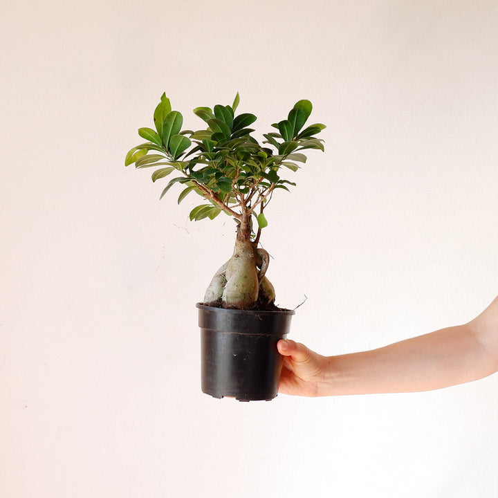 Ficus Ginseng - Bonsai - Shop Online!