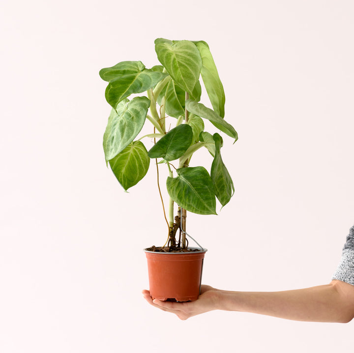 Arrowhead Plant - Frosted Heart - Shop Online!