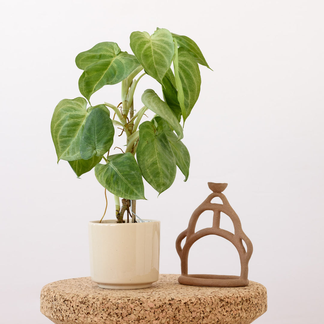 Arrowhead Plant - Frosted Heart - Shop Online!