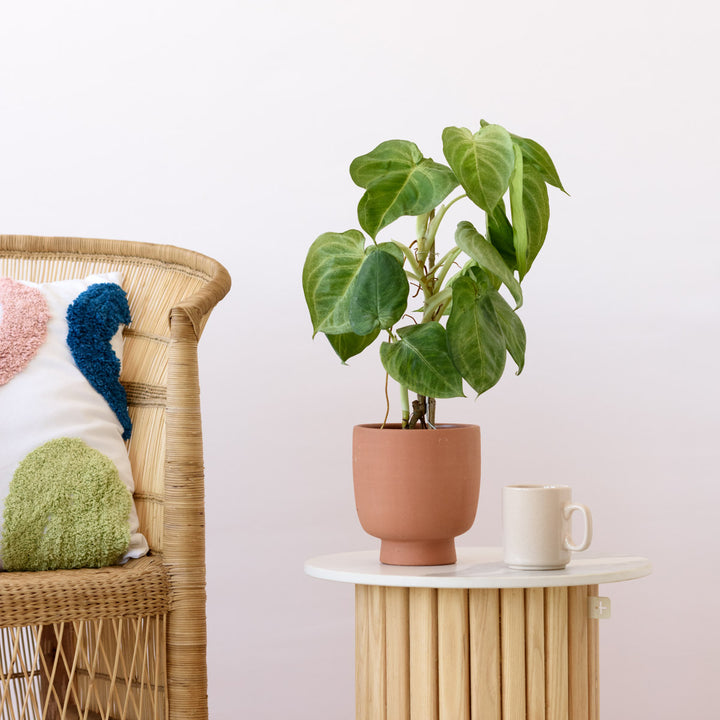 Arrowhead Plant - Frosted Heart - Shop Online!