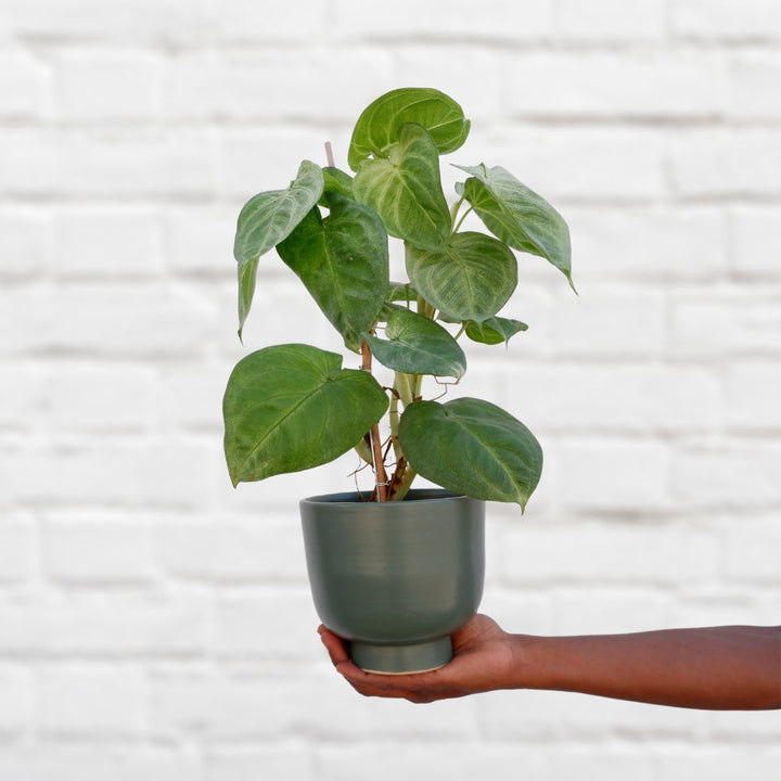 Arrowhead Plant - Frosted Heart - Shop Online!