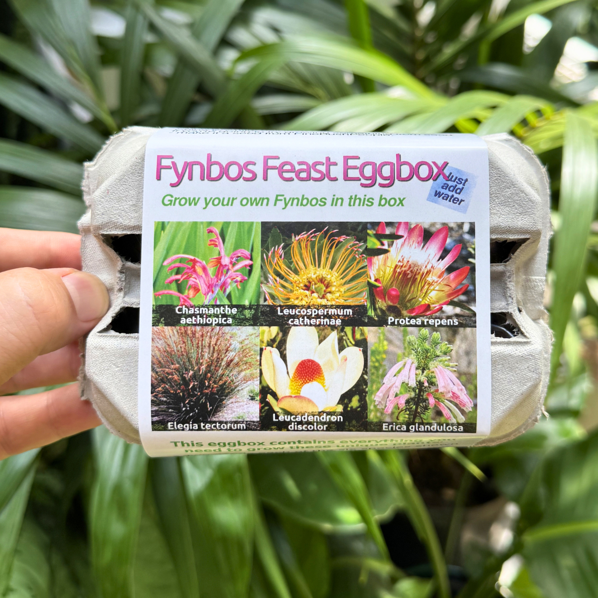 FynbosFeastSeedKitEggbox6South