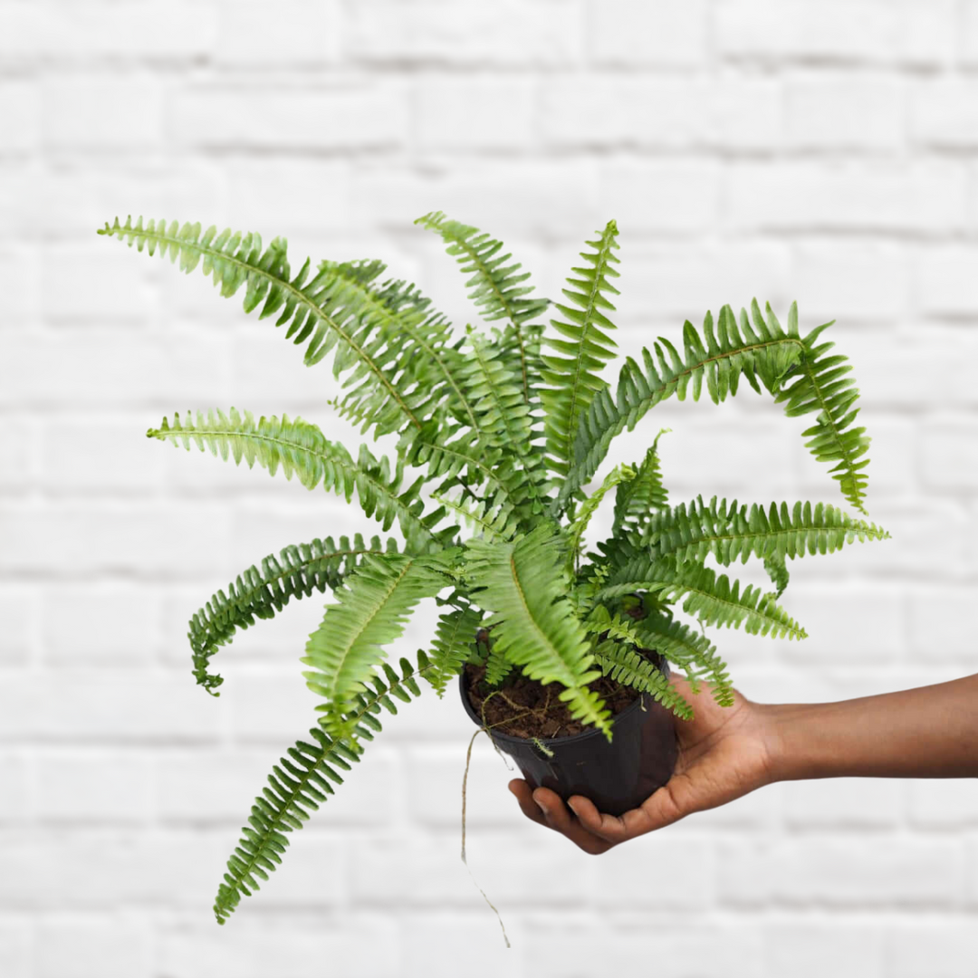 Green Fern