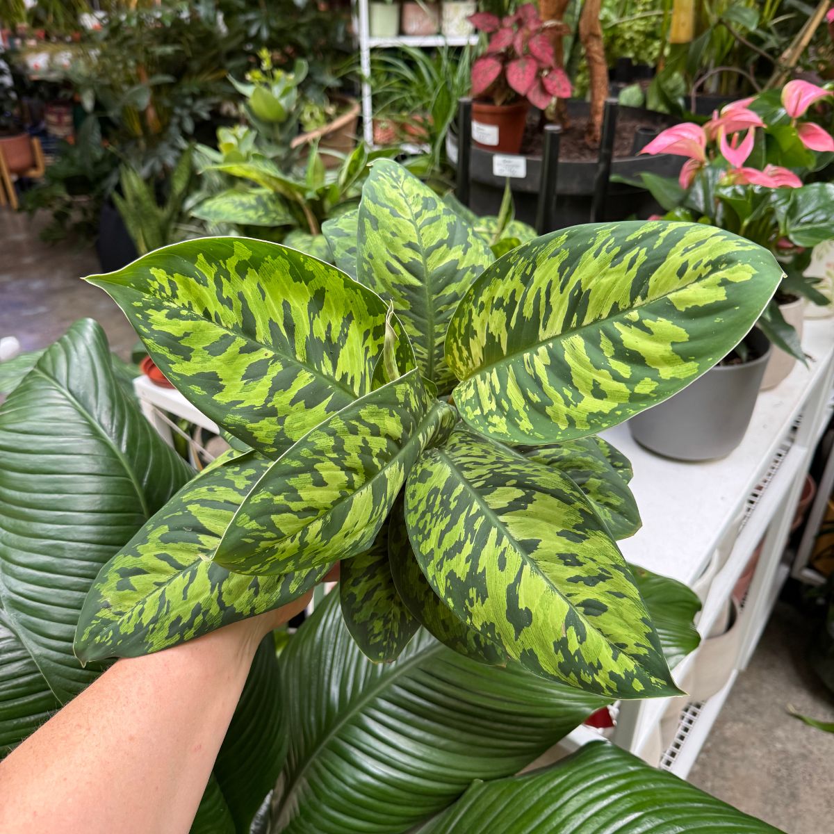homalomena camouflage vs aglaonema Homalomena Camouflage