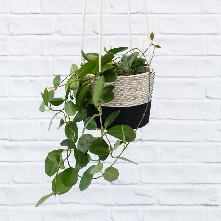 Mia Melange - Large Hanging Planter - Shop Online!