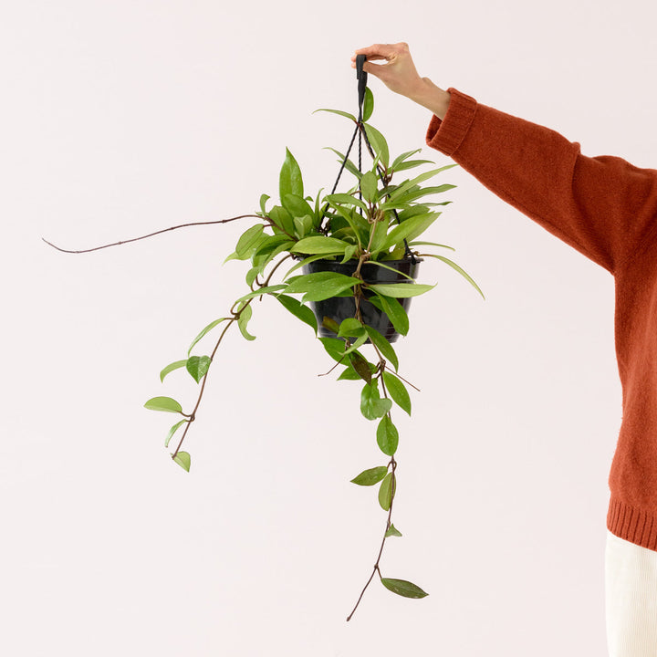 Hoya Pubicalyx - Large - Shop Online!