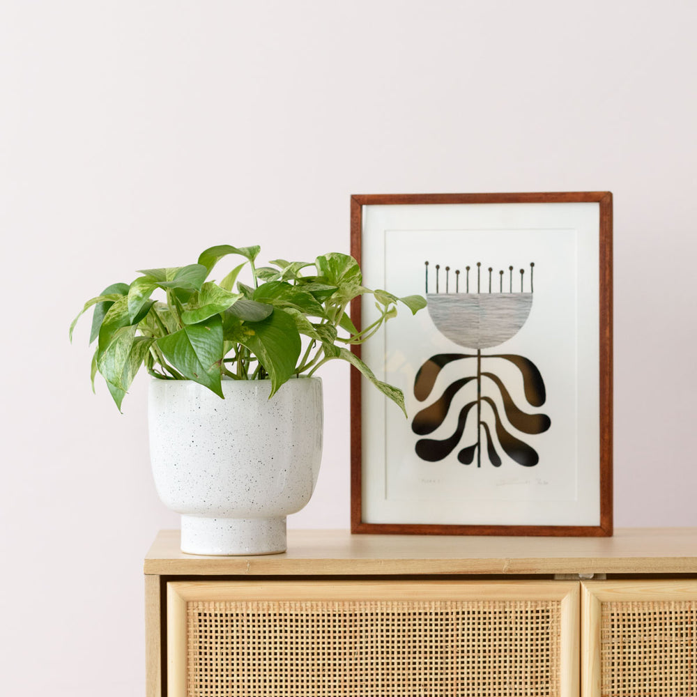 Pothos - Marble Queen - Shop Online!