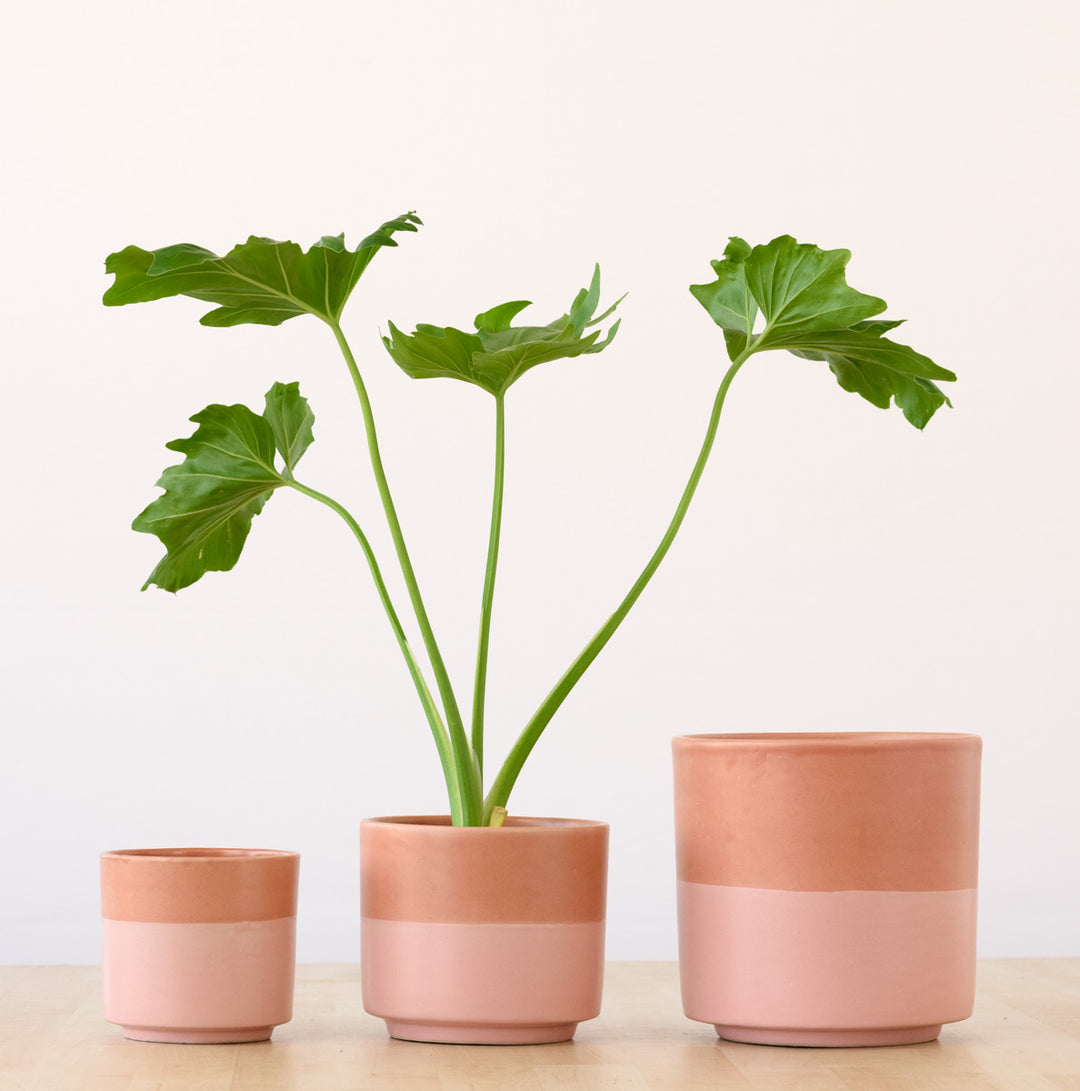Pastille Planter - Melon - Shop Online!