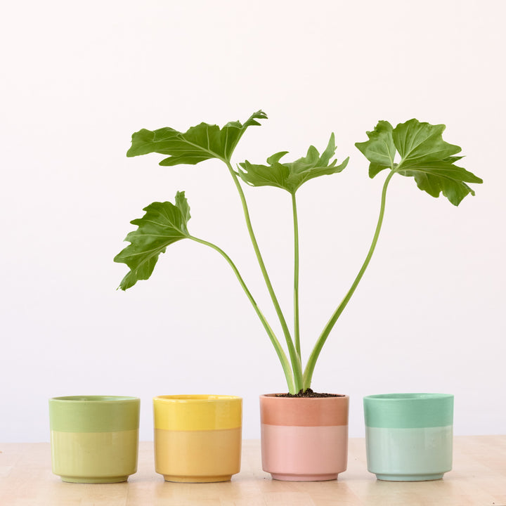 Pastille Planter - Blueberry - Shop Online!