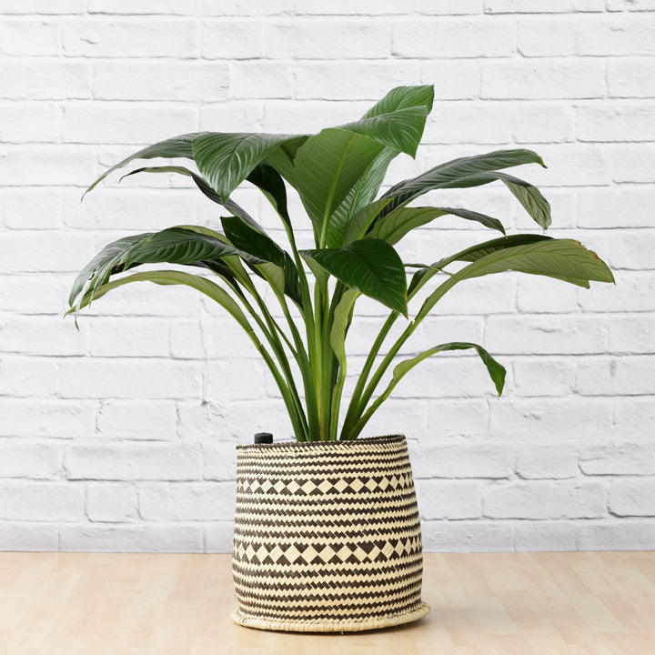 Peace Lily - Sensation - Large - Shop Online!