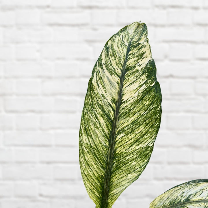 Peace Lily - Sensation Variegated - Shop Online!