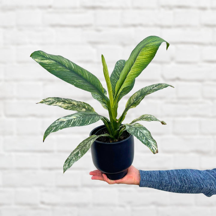 Peace Lily - Sensation Variegated - Shop Online!