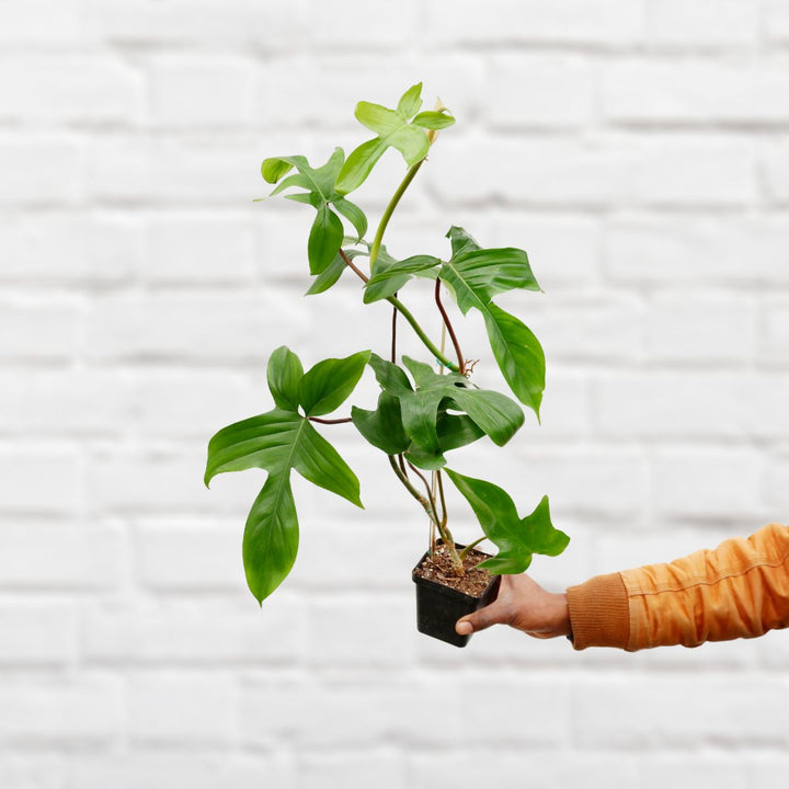 Philodendron - Florida Beauty - Shop Online!