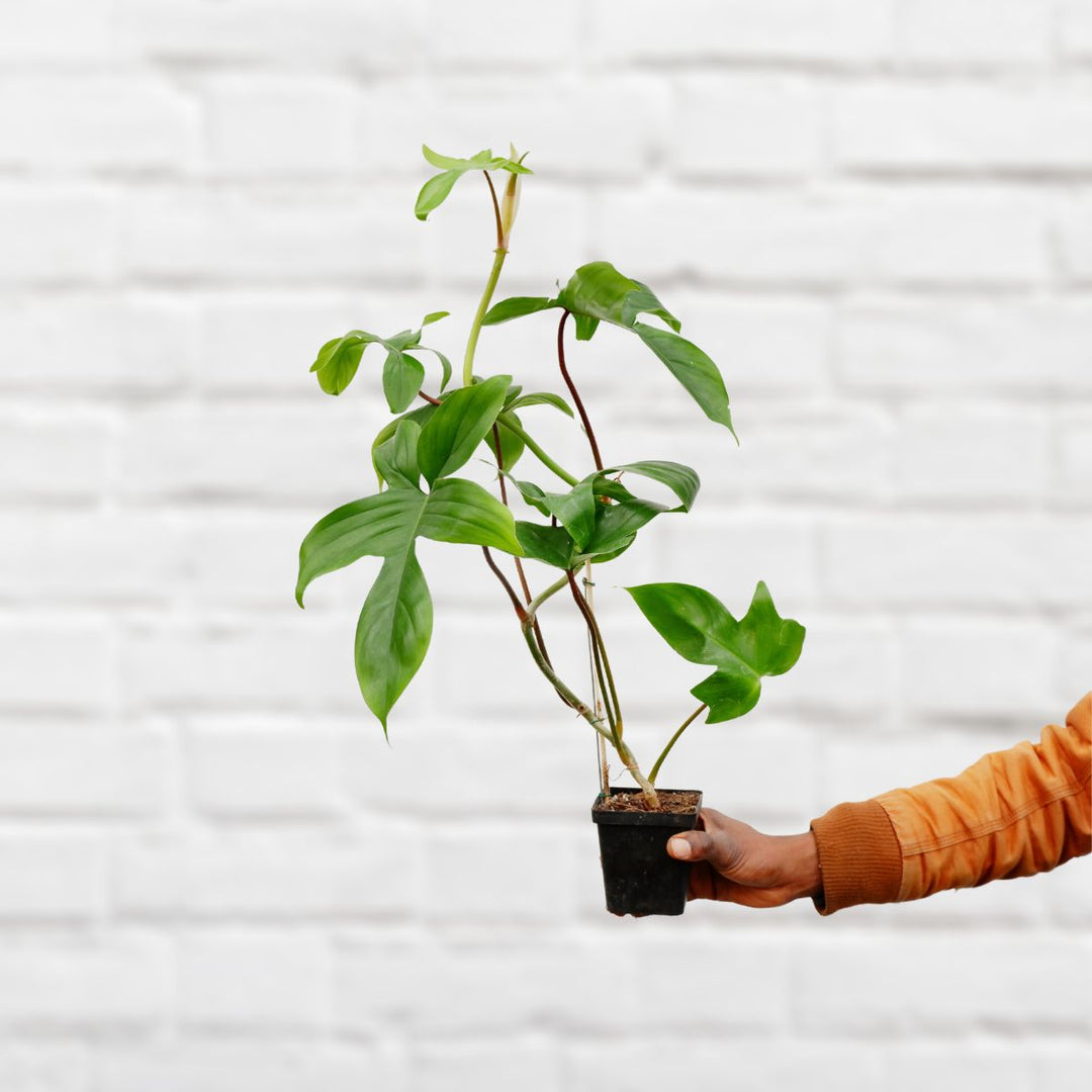 Philodendron - Florida Beauty - Shop Online!