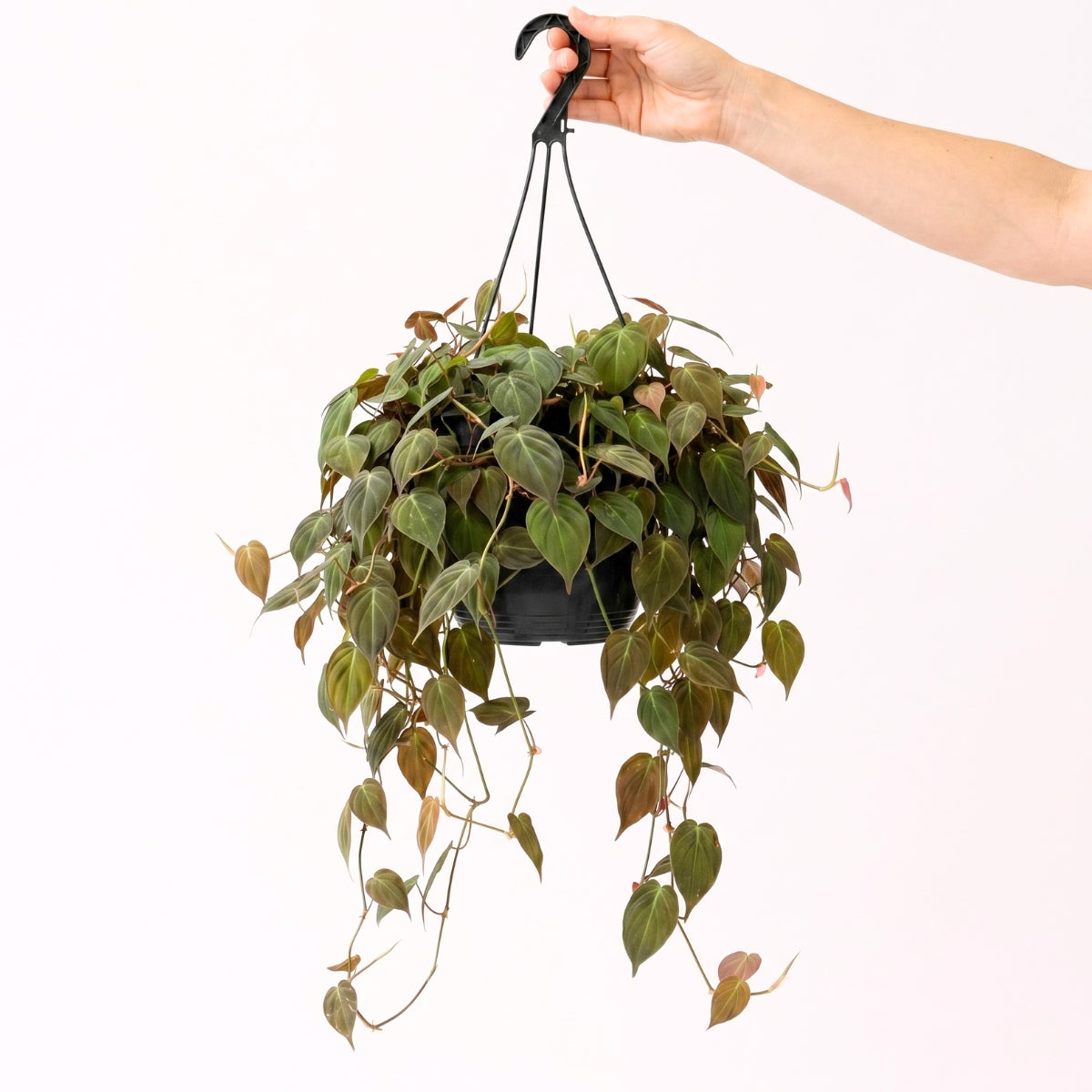 Philodendron Micans